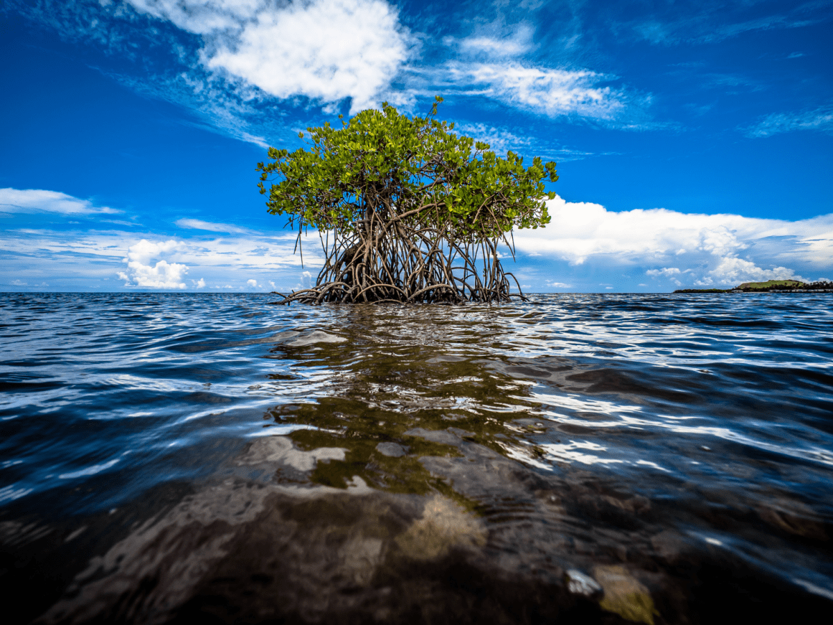 SOSTENIBILITA’ E INTELLIGENZA ARTIFICIALE: NUOVI MODELLI PER DIFFONDERE LA CULTURA DELLA&nbsp;BIODIVERSITA’
